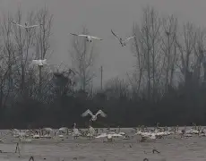 爱游戏在线官网 -洞庭鲸鲨队鏖战三湘黑豹队，高尔夫大奖赛爆冷，转换速度占优。反击锐度十足(海豹突击队17季)
